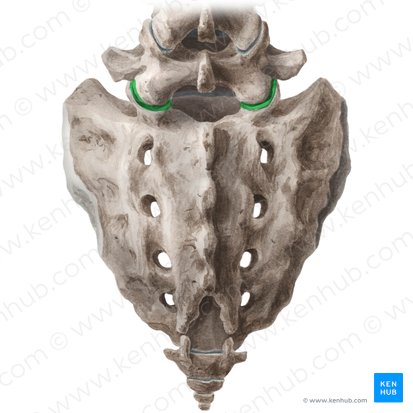 Articulatio lumbosacralis (Lenden-Kreuzbein-Gelenk); Bild: Liene Znotina
