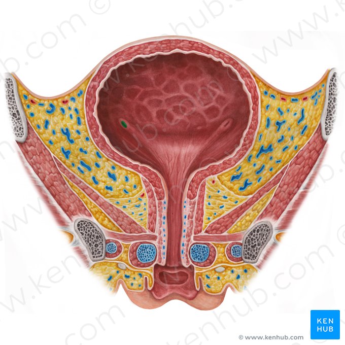 Orificio ureteral derecho (Ostium ureteris dextrum); Imagen: Irina Münstermann