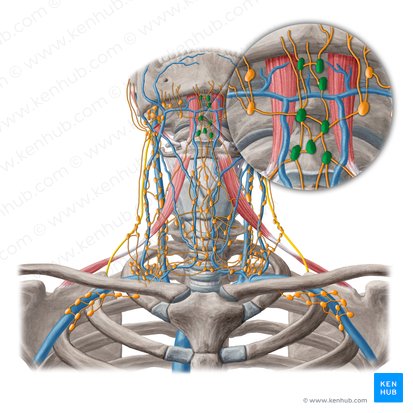 Submental lymph nodes (Nodi lymphoidei submentales); Image: Yousun Koh