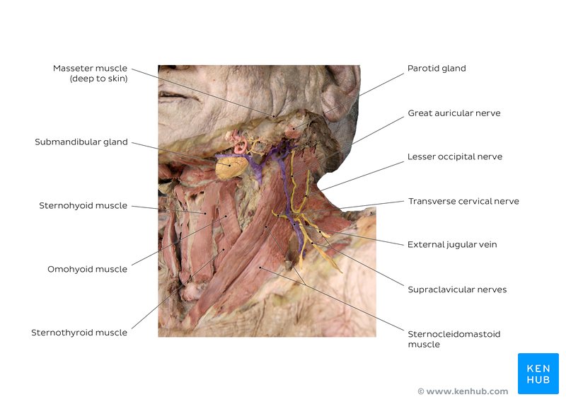 Neck muscles, nerves and vessels