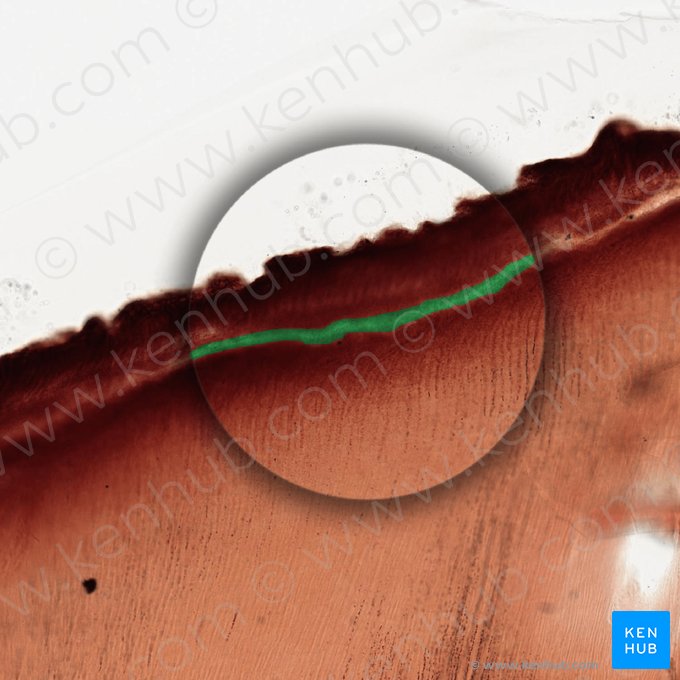 Granular layer of Tomes; Image: 