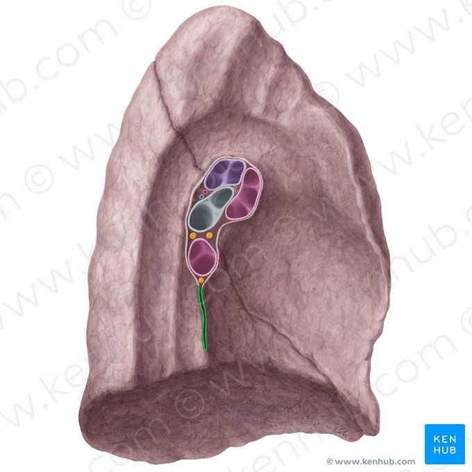 Left pulmonary ligament (Ligamentum pulmonale sinistrum); Image: Yousun Koh