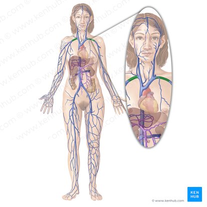 Vena subclavia (Unterschlüsselbeinvene); Bild: Begoña Rodriguez