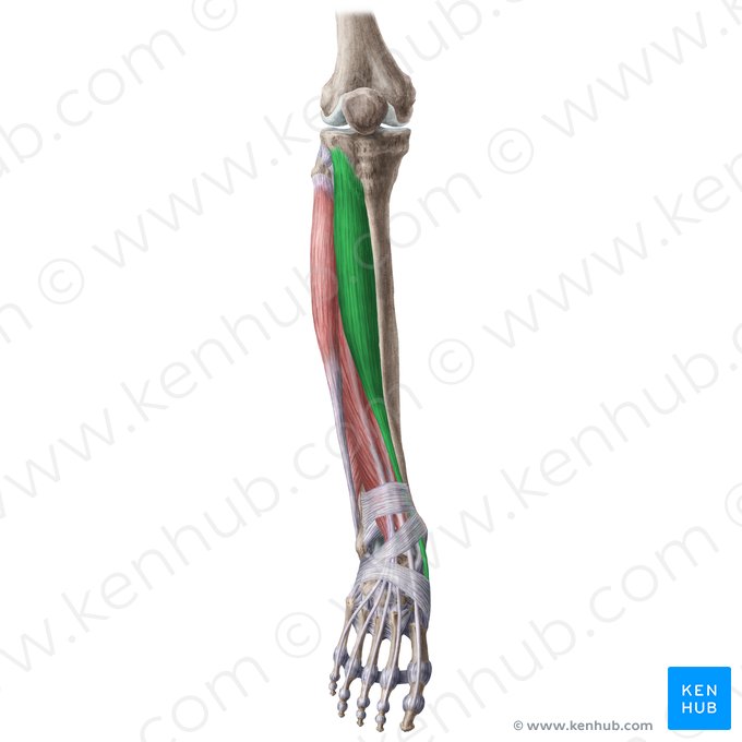 Músculo tibial anterior (Musculus tibialis anterior); Imagem: Liene Znotina