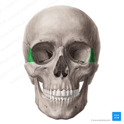Proceso frontal del hueso cigomático (Processus frontalis ossis zygomatici); Imagen: Yousun Koh