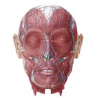 Blood vessels of the face and scalp