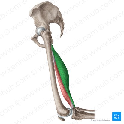 Músculo semitendíneo (Musculus semitendinosus); Imagem: Liene Znotina