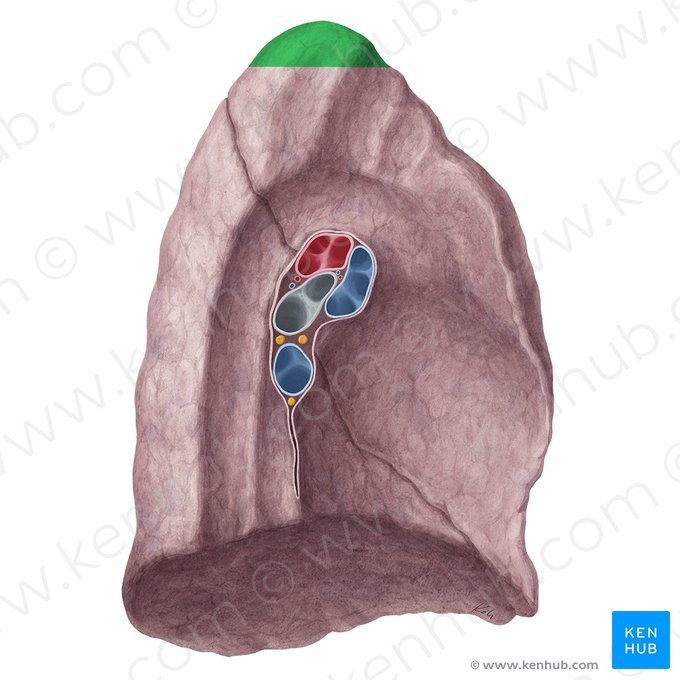 Vértice pulmonar izquierdo (Apex pulmonis sinistri); Imagen: Yousun Koh