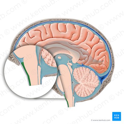 Spinal subarachnoid space (Spatium subarachnoidale spinale); Image: Paul Kim