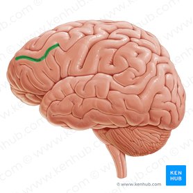 Sulco frontal inferior (Sulcus frontalis inferior); Imagem: Paul Kim