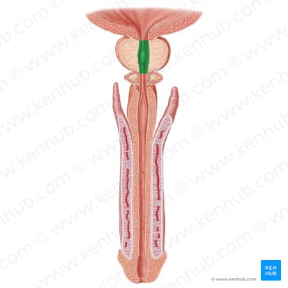 Prostatic part of urethra (Pars prostatica urethrae); Image: Samantha Zimmerman