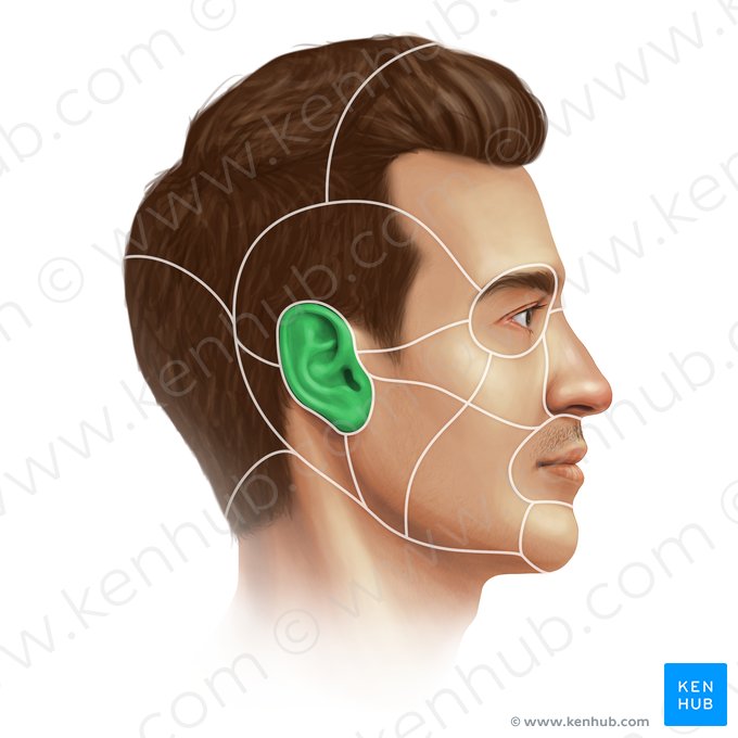 Região auricular (Regio auricularis); Imagem: Paul Kim