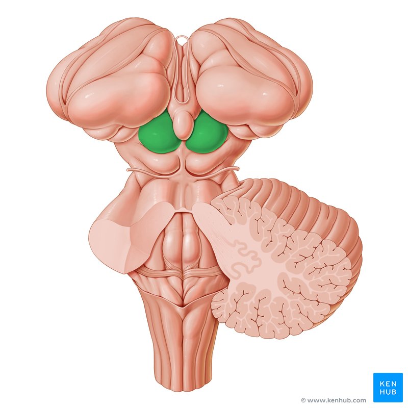 Superior colliculus - dorsal view