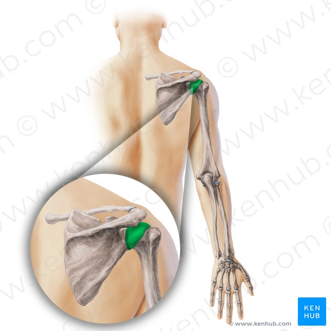 Glenohumeral joint (Articulatio glenohumeralis); Image: Paul Kim