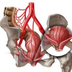Inferior rectal artery