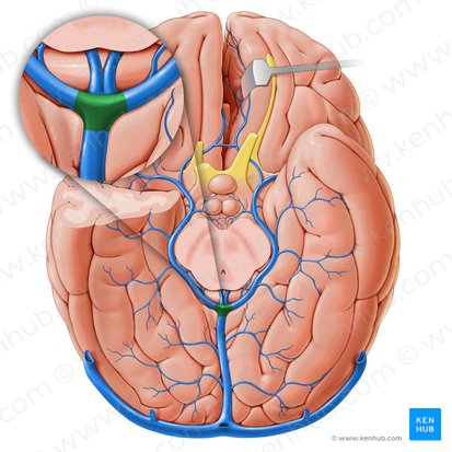 Posterior venous confluence (Confluens venosus posterior); Image: Paul Kim