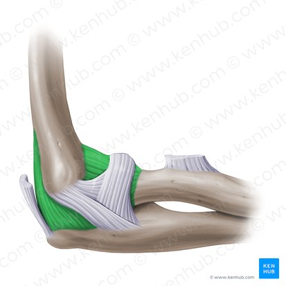 Cápsula articular do cotovelo (Capsula articularis cubiti); Imagem: Paul Kim