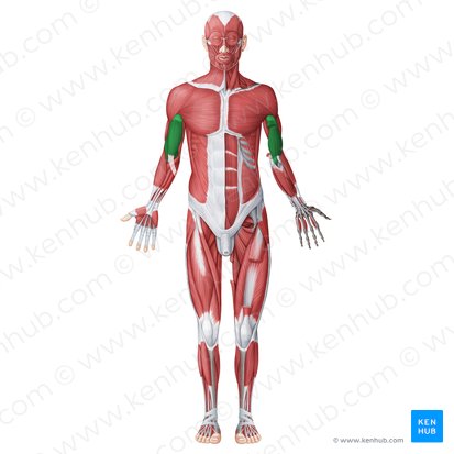 Compartimento braquial anterior (Musculi anteriores (flexores) brachii); Imagen: Irina Münstermann