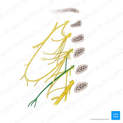 Supraclavicular nerves (Nervi supraclaviculares); Image: Begoña Rodriguez