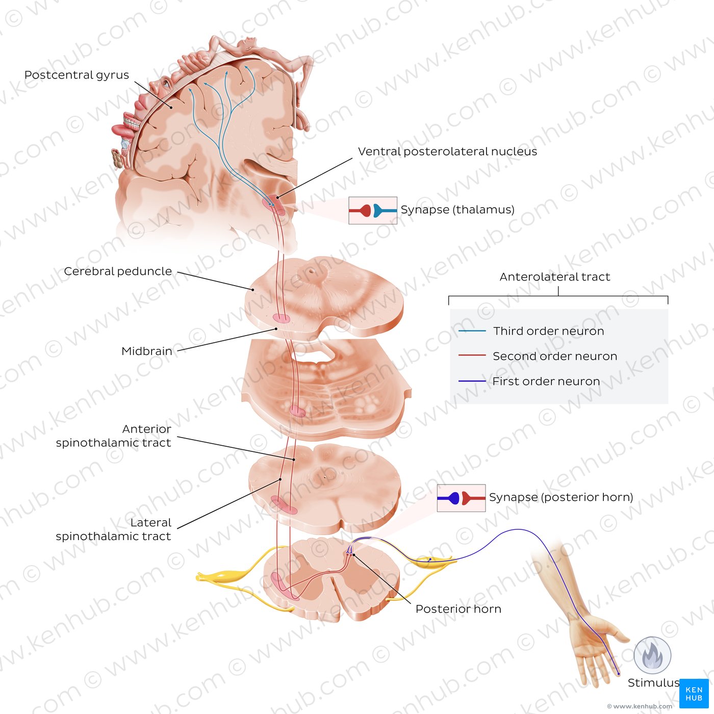 Overview of the spinothalamic tract pathway through the central nervous system.