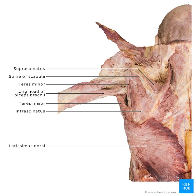 Muscles supporting the shoulder joint - posterior view