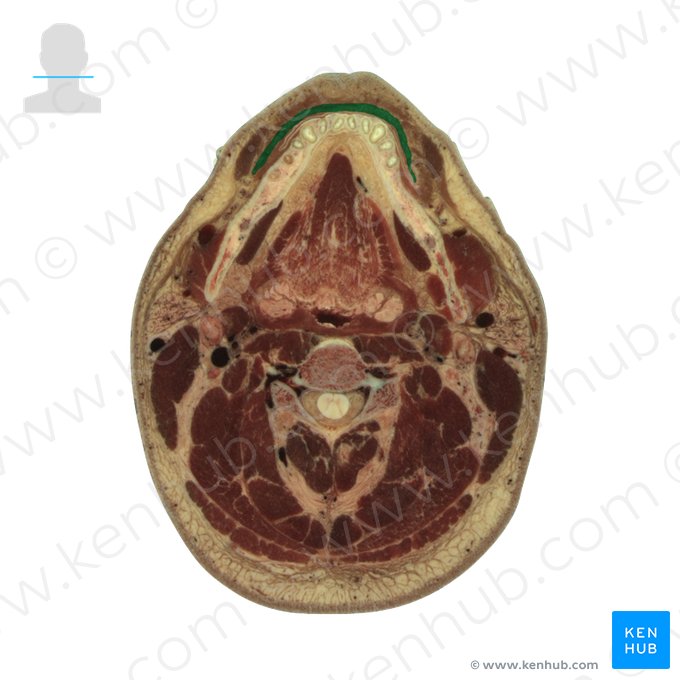 Músculo orbicular da boca (Musculus orbicularis oris); Imagem: National Library of Medicine