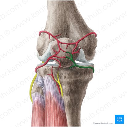 Arteria inferior medial de la rodilla (Arteria inferior medialis genus); Imagen: Liene Znotina