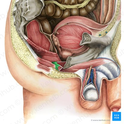 Perineal body (Corpus perineale); Image: Irina Münstermann