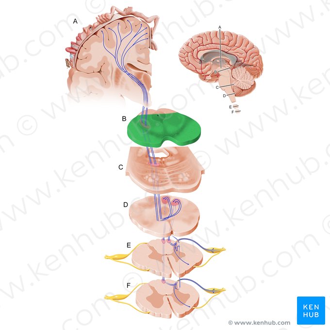 Pedúnculo cerebral (Pedunculus cerebri); Imagen: Paul Kim