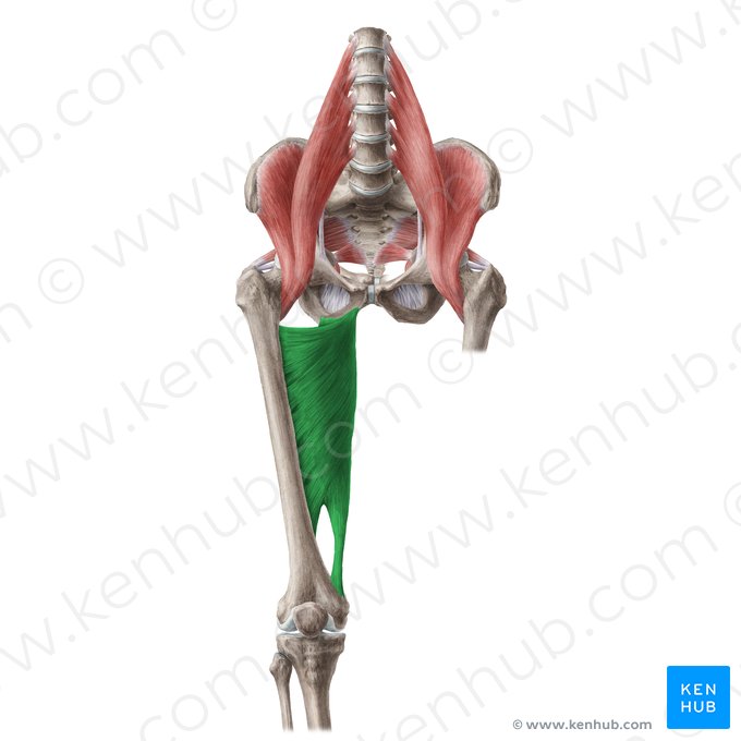 Muscle grand adducteur (Musculus adductor magnus); Image : Liene Znotina