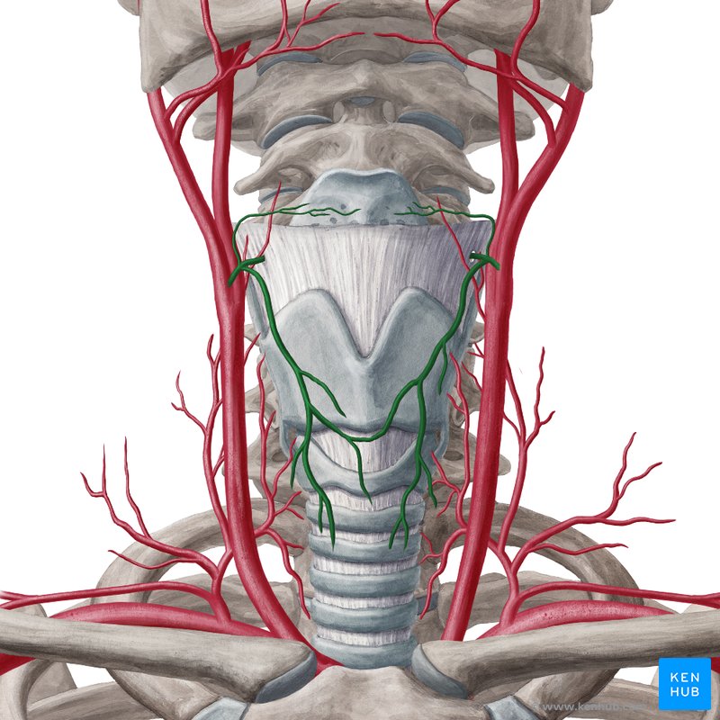 Superior thyroid artery (Arteria thyroidea superior)