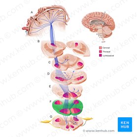 Brainstem: Definition, anatomy, parts, function | Kenhub