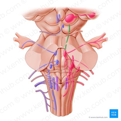 Mesencephalic nucleus of trigeminal nerve (Nucleus mesencephalicus nervi trigemini); Image: Paul Kim