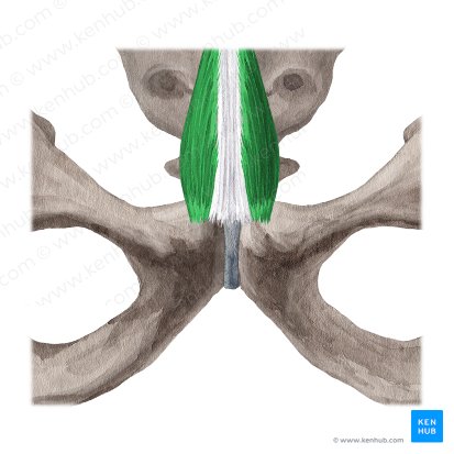 Músculo piramidal (Musculus pyramidalis); Imagen: Yousun Koh