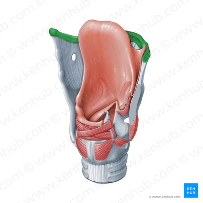 Hyoid bone (Os hyoideum); Image: Paul Kim