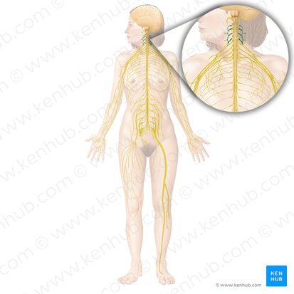 Cervical plexus (Plexus cervicalis); Image: Begoña Rodriguez