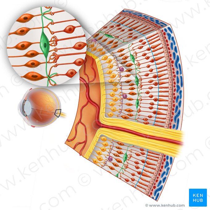 Neuron horizontale (Horizontalzelle der Netzhaut); Bild: Irina Münstermann