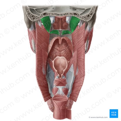 Musculus tensor veli palatini (Gaumensegelspanner); Bild: Yousun Koh