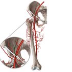 Superficial epigastric artery