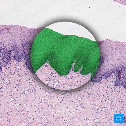 Nonkeratinized stratified squamous epithelium (Epithelium stratificatum squamosum non cornificatum); Image: 