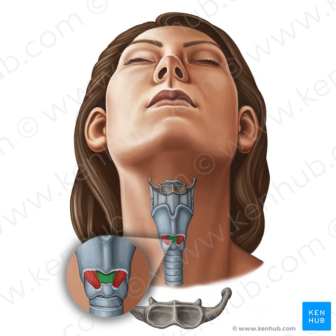 Ligamento cricotireóideo mediano (Ligamentum cricothyroideum medianum); Imagem: Irina Münstermann