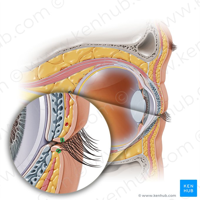 Glandulae ciliares et sebaceae (Wimpern- und Talgdrüsen); Bild: Paul Kim