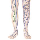 Small saphenous vein