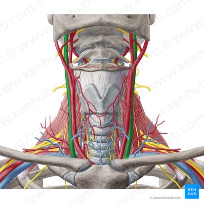 Veia jugular interna (Vena jugularis interna); Imagem: Yousun Koh