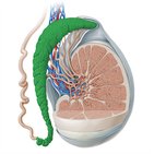 Epididimite