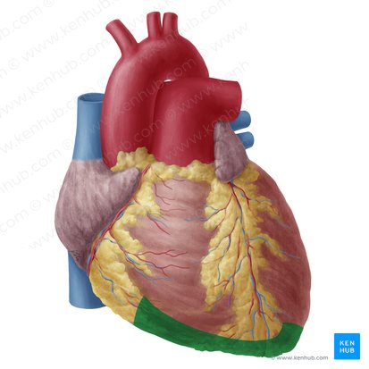 Cara diafragmática del corazón (Facies inferior cordis); Imagen: Yousun Koh