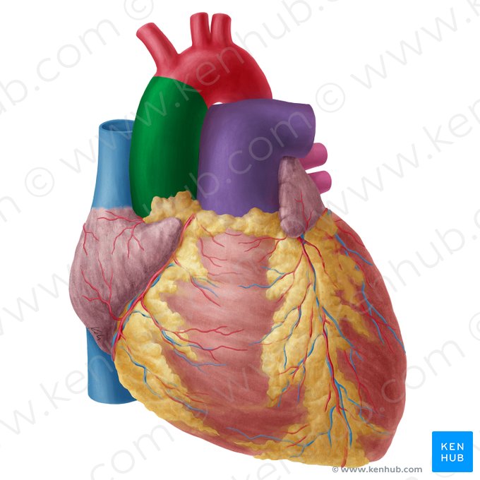 Ascending aorta (Aorta ascendens); Image: Yousun Koh
