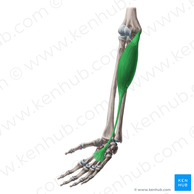 Músculo palmar longo (Musculus palmaris longus); Imagem: Yousun Koh