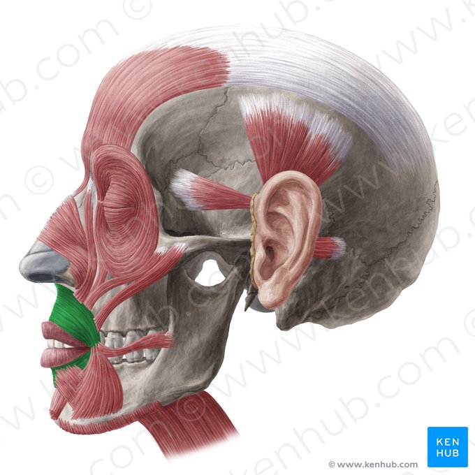 Orbicularis oris muscle (Musculus orbicularis oris); Image: Yousun Koh