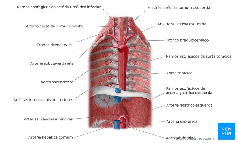 Artérias esofágicas - vista anterior